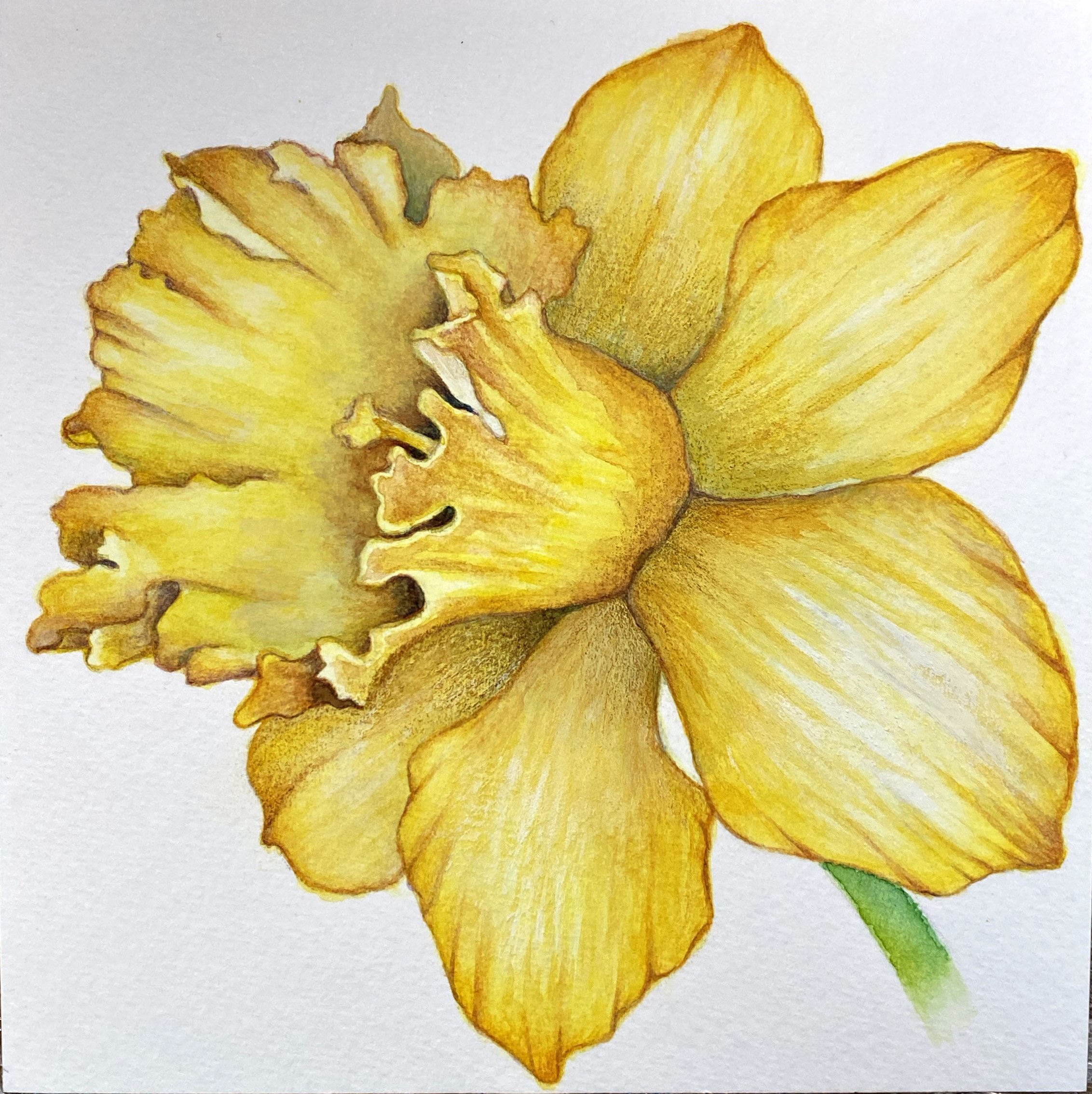 Daffodil Watercolor